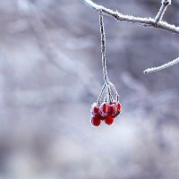 frozen berry