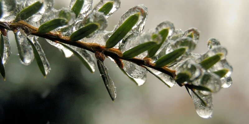 image of branch covered in ice during winter time