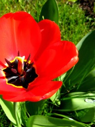 red flower.