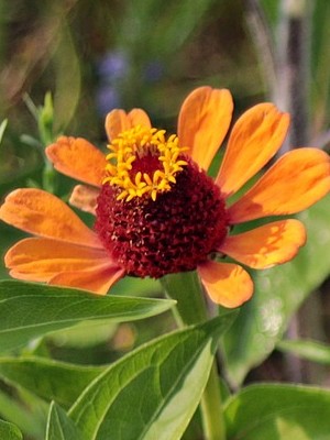 orange wild flower