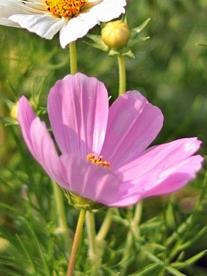 pink wild flower